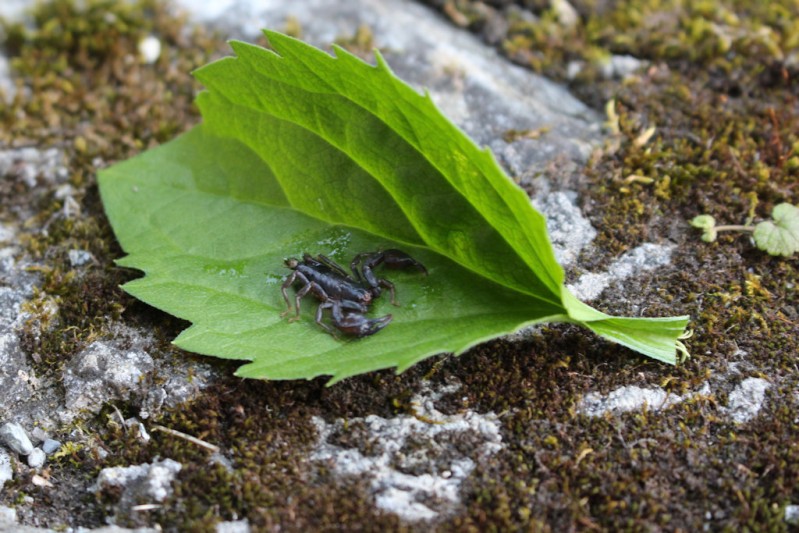 austria 2016 09 austria 2016 09